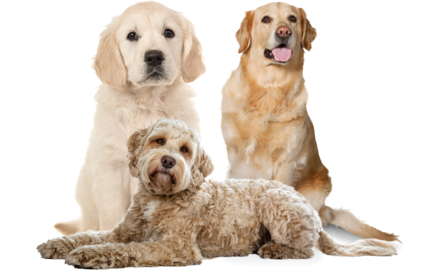Three dogs sitting together on a black background.