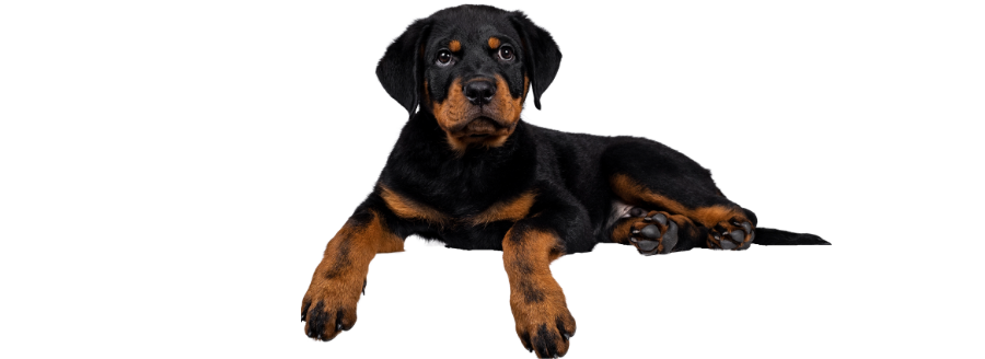 A black and tan dog peacefully resting on a dark background.