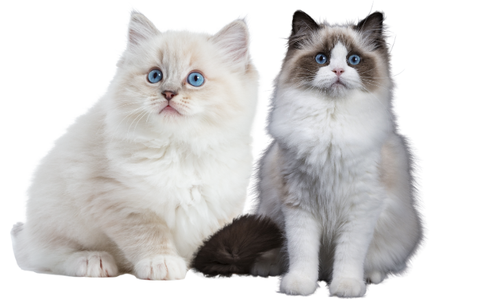 Two cats sitting side by side on a white background.